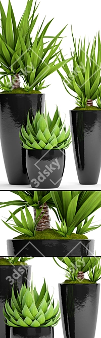 Tropical Plant Pot Collection 3D model image 2