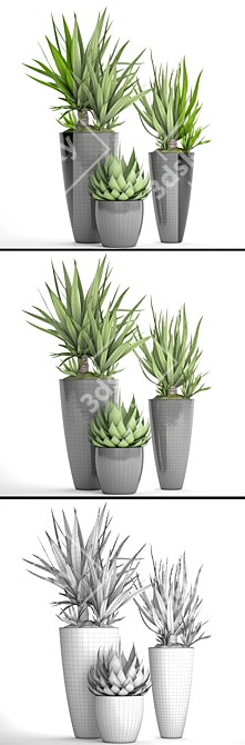 Tropical Plant Pot Collection 3D model image 3