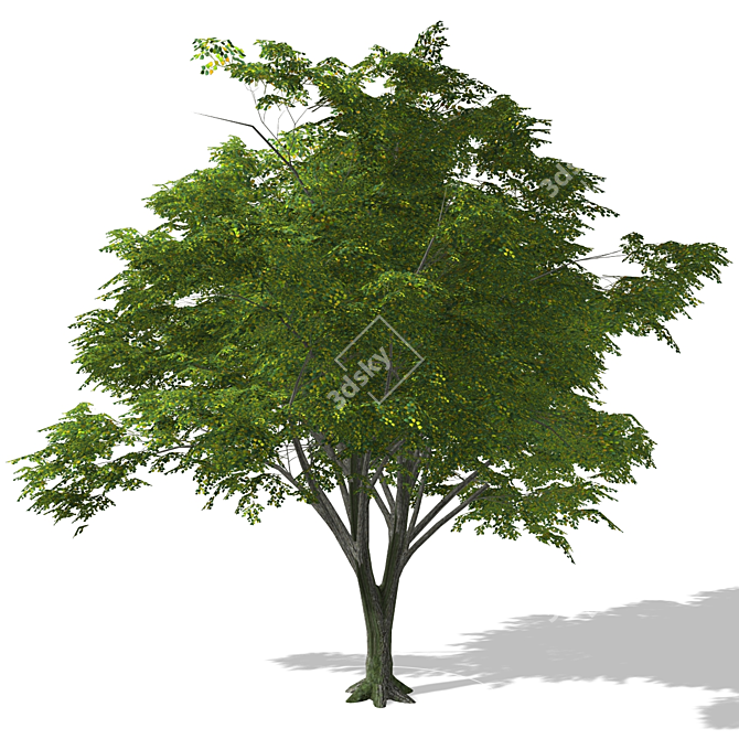 3D Tree Model - High Quality, Textured 3D model image 1