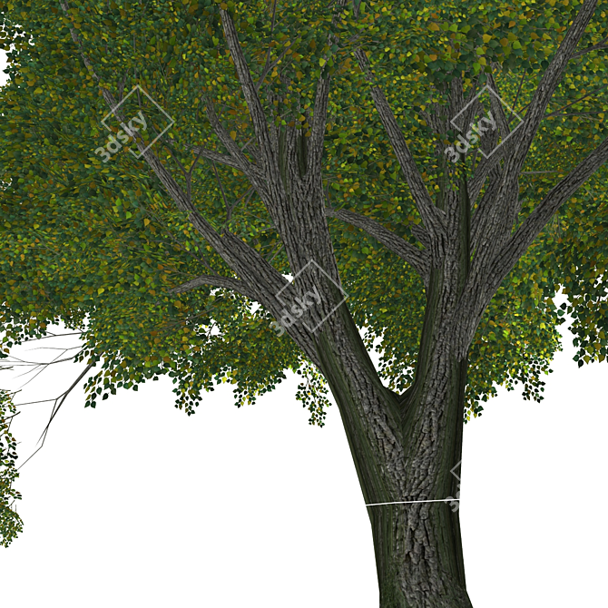 3D Tree Model - High Quality, Textured 3D model image 2