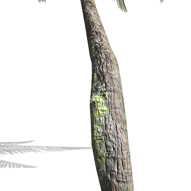 Tropical Palm Tree 3D Model 3D model image 2