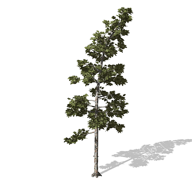 High-Quality 3D Tree Model 3D model image 1