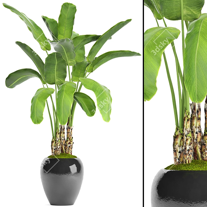 Tropical Bliss: Banana Palm in Pot 3D model image 1