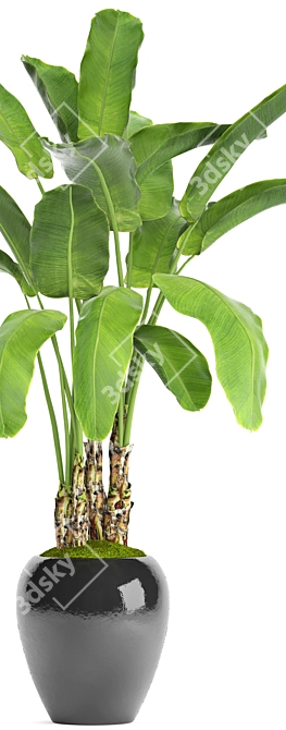 Tropical Bliss: Banana Palm in Pot 3D model image 2