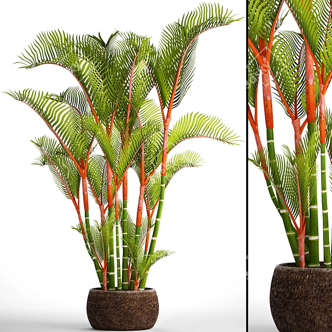 Vibrant Red Palm Tree 3D model image 1