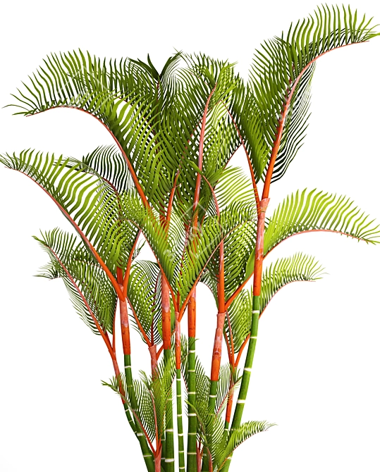 Vibrant Red Palm Tree 3D model image 2