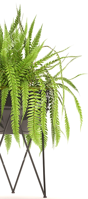 Lush Fern Pot 3D model image 2