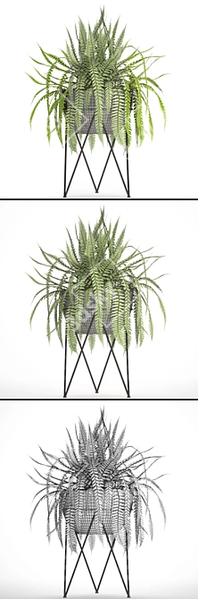 Lush Fern Pot 3D model image 3