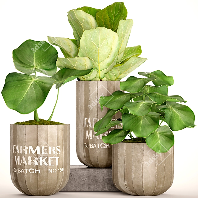 Tropical Ficus Collection in Pots 3D model image 1