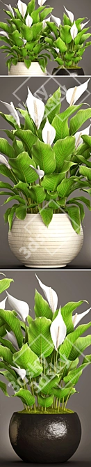 Lush Potted Collection: 50 Spathiphyllum 3D model image 2