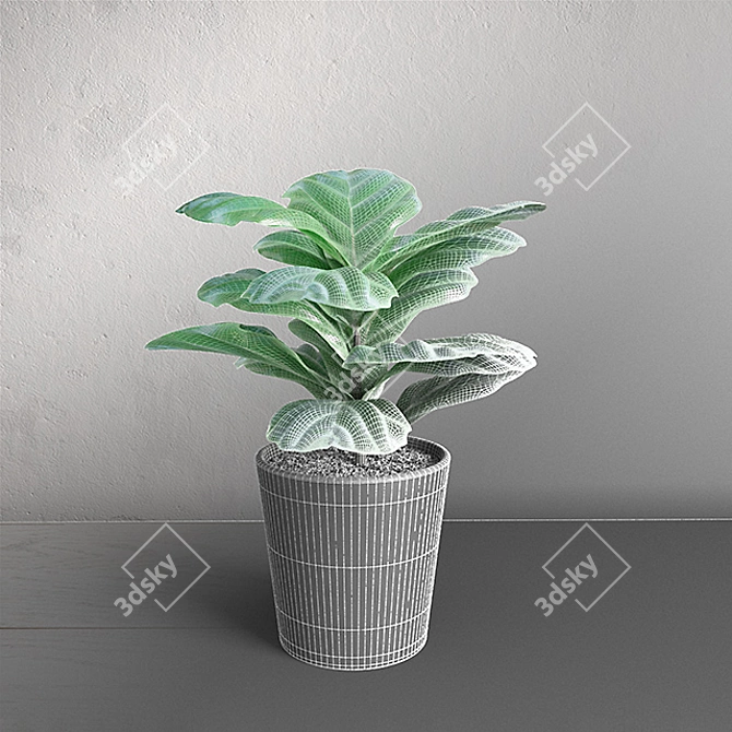 Ficus Lyrata Mini - High-Quality Interior Plant 3D model image 3