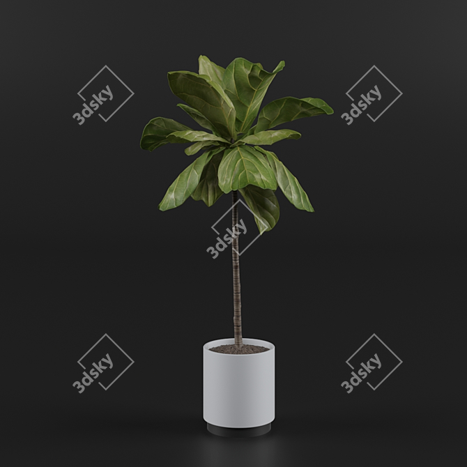 Elegant Fiddle Leaf Fig 3D model image 1