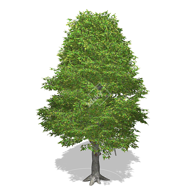 Realistic Textured Tree Model 3D model image 1