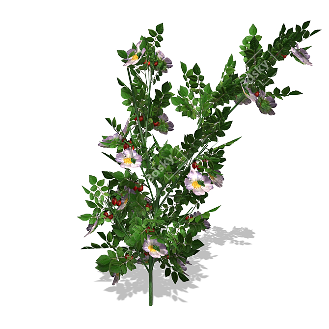 Title: High-Quality DogRose 3D Model 3D model image 1