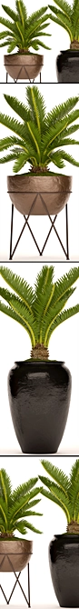 Spectacular Cycas Collection: 54 Potted Beauties 3D model image 2