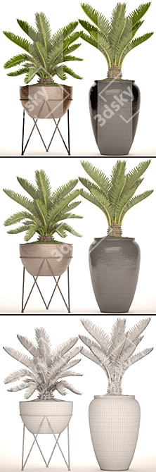 Spectacular Cycas Collection: 54 Potted Beauties 3D model image 3