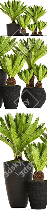 Potted Cycas Collection 3D model image 2