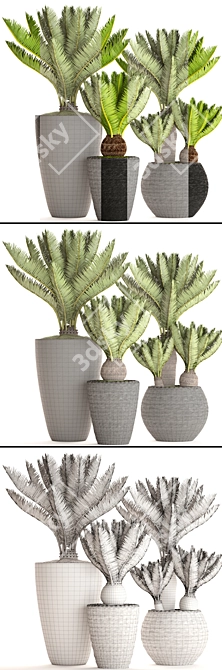 Potted Cycas Collection 3D model image 3