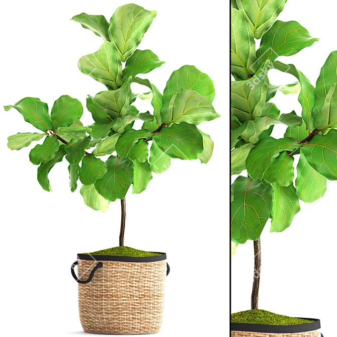 Lyrical Ficus: Elegant Greenery 3D model image 1