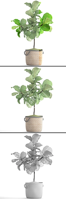 Lyrical Ficus: Elegant Greenery 3D model image 3