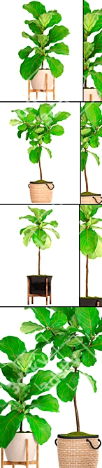 Lush Potted Ficus Lyrata 3D model image 2