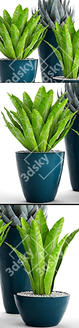 Green Oasis: 60 Asplenium & Agave 3D model image 2