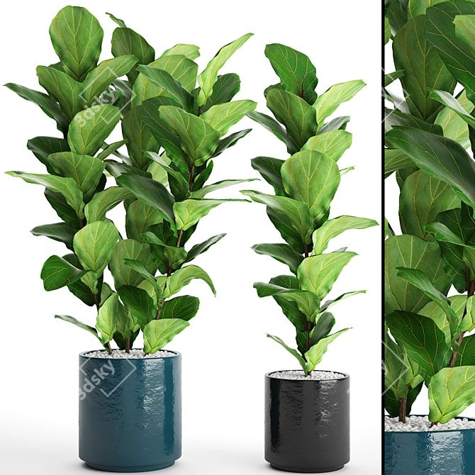 Lush Ficus Lyrata Collection: 61 Potted Plants 3D model image 1