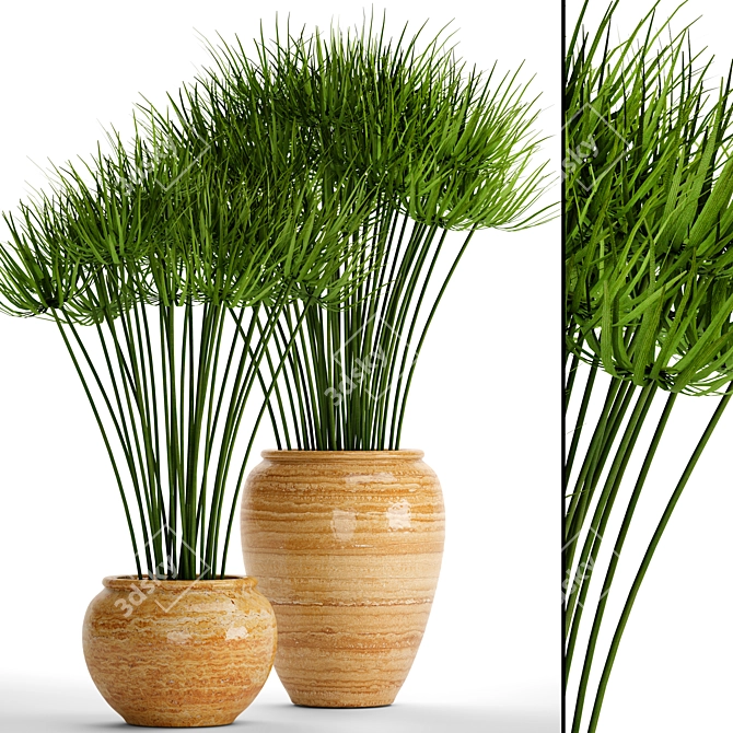 Indoor Collection: 66 Potted Cyperus Alternifolius 3D model image 1