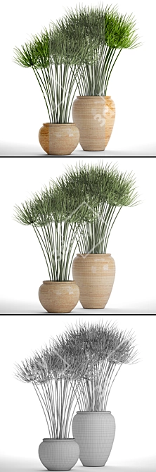 Indoor Collection: 66 Potted Cyperus Alternifolius 3D model image 3