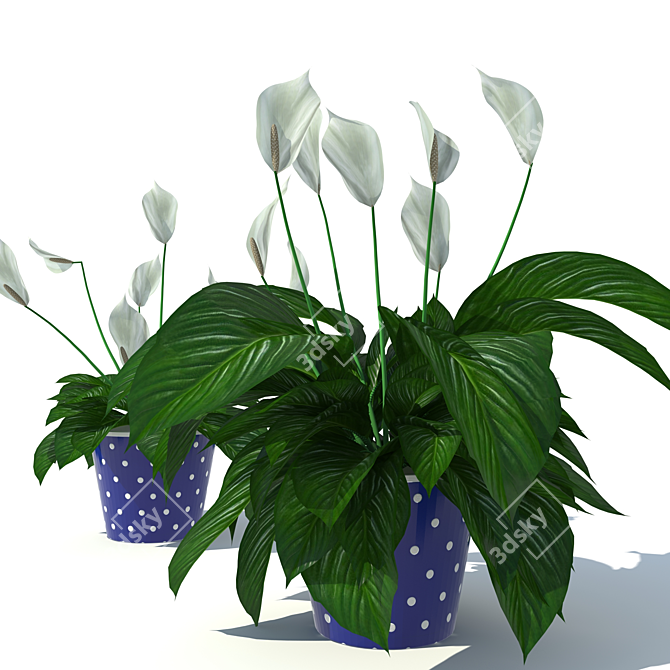 Tropical Peace Lily 3D model image 2