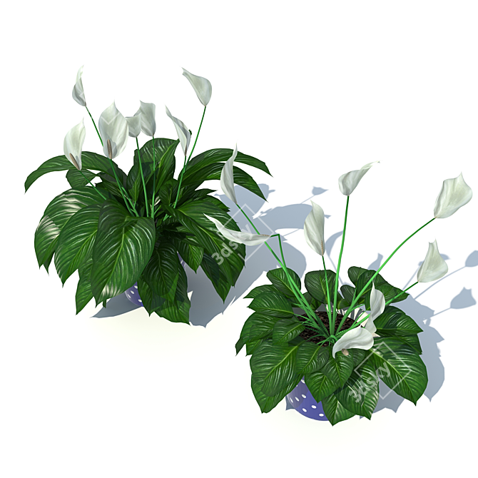 Tropical Peace Lily 3D model image 3