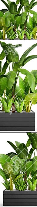 Tropical Plant Collection: Banana Palm, Alocasia, Asplenium 3D model image 2