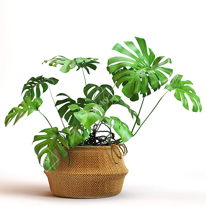 Monstera 2013: Modern, Versatile, Stunning 3D model image 1