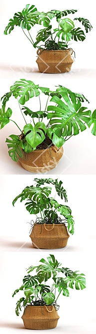 Monstera 2013: Modern, Versatile, Stunning 3D model image 2