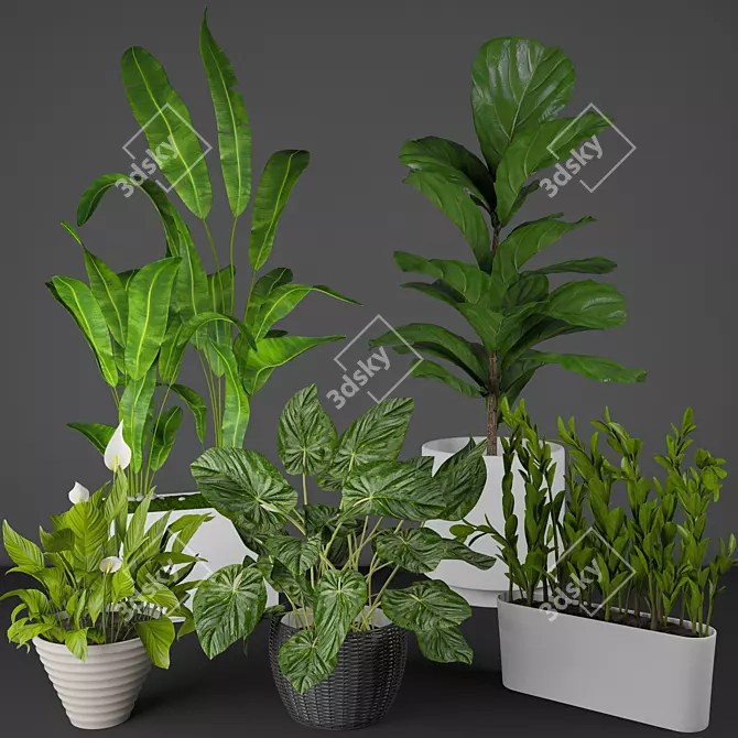 Modern Indoor Plant Collection 3D model image 1