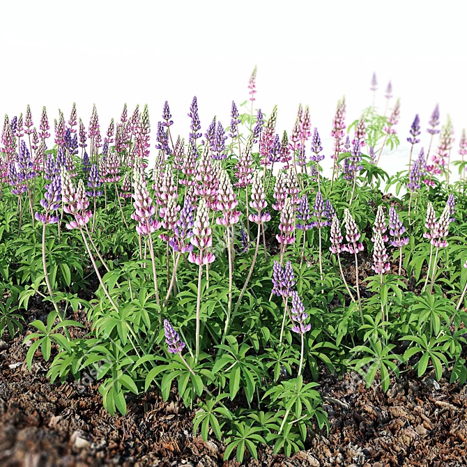 Beautiful Lupinus Perennial Flowers 3D model image 2