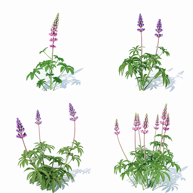 Beautiful Lupinus Perennial Flowers 3D model image 3