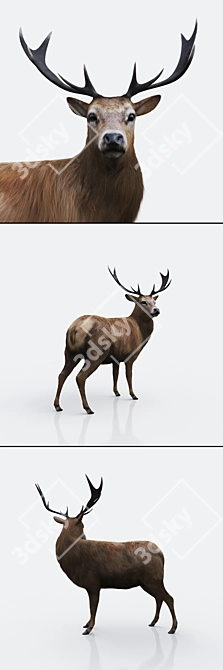 Wild Forest Deer Sculpture 3D model image 2