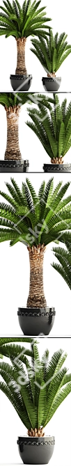 Lush Palm Collection: Phoenix Canariensis 3D model image 2