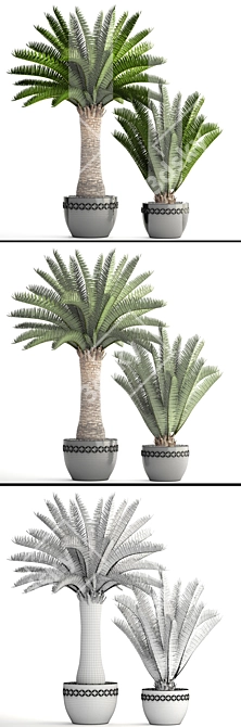 Lush Palm Collection: Phoenix Canariensis 3D model image 3