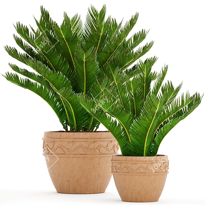 Cycas Collection: Stunning Potted Plants 3D model image 1