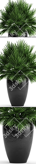 Hardy Chamaerops Palm: Exotic Elegance 3D model image 2