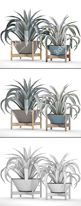 Succulent Sensations: Agave Collection 3D model image 3