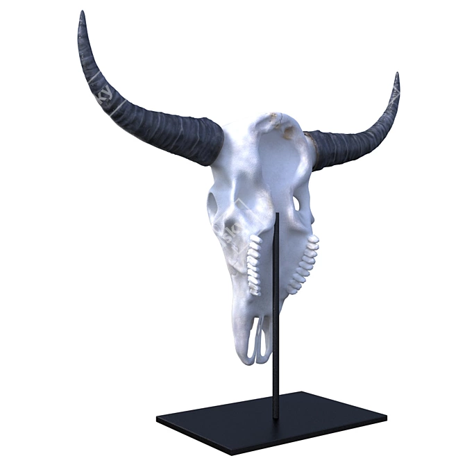 Ancient Bison Skull 3D model image 2