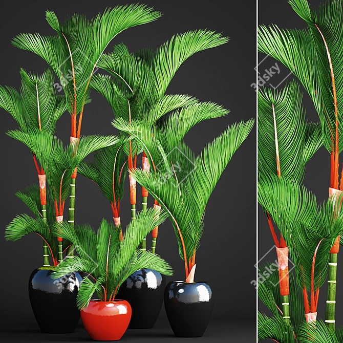 Tropical Plant Collection: Cyrtostachys 3D model image 1