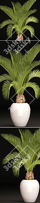 Tropical Elegance: White Pot Palm 3D model image 2