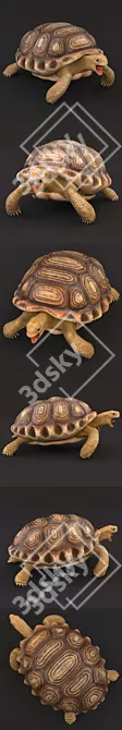 Smooth Turtle 3D Model 3D model image 2