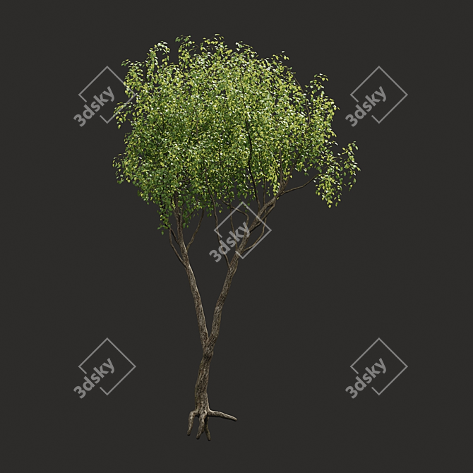 Summertime Tree Essence 3D model image 1