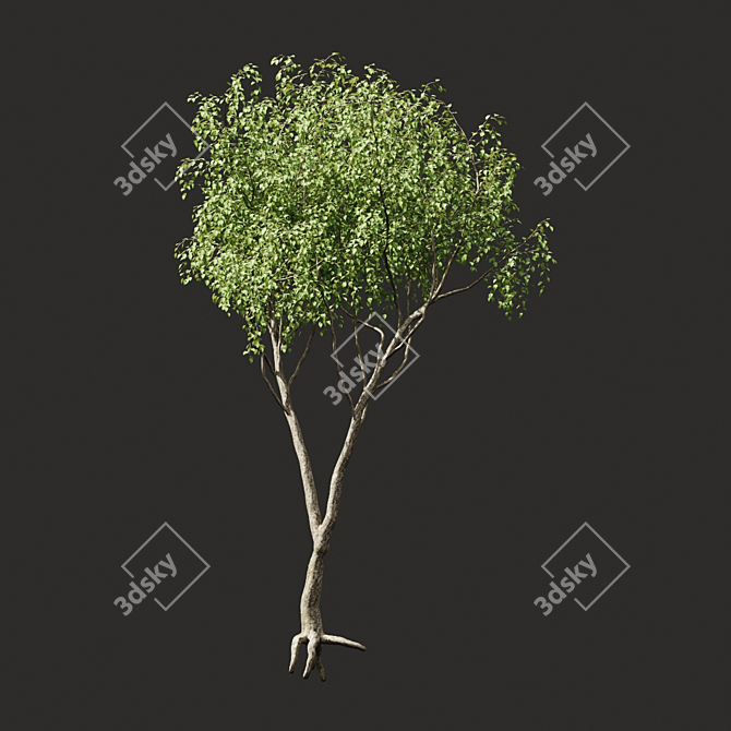 Summertime Tree Essence 3D model image 2