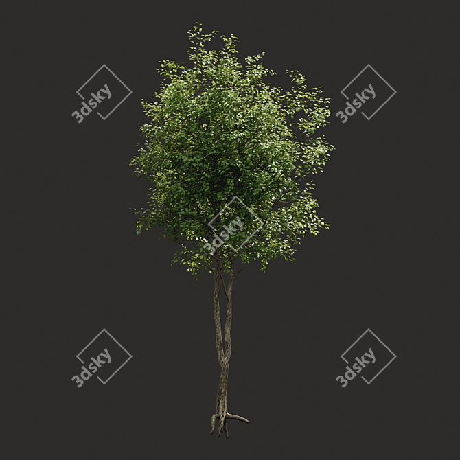 Summer Bliss: Exquisite Generic Tree 3D model image 2
